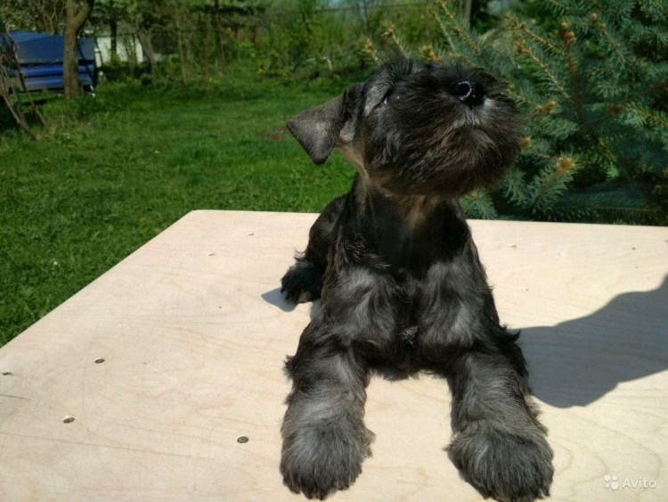 Метис бульдога и Ризеншнауцер