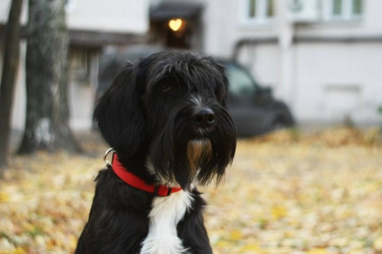 Метис миттельшнауцера