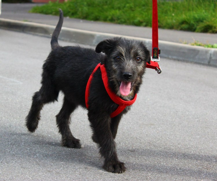 Метис ризеншнауцера