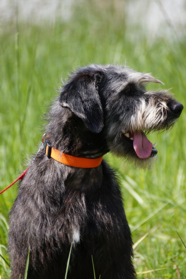 Эрдельтерьер Рэсси