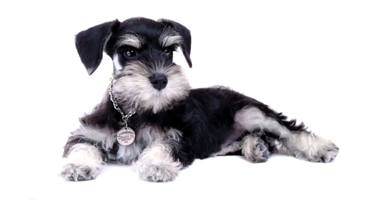 Мраморный Цвергшнауцер