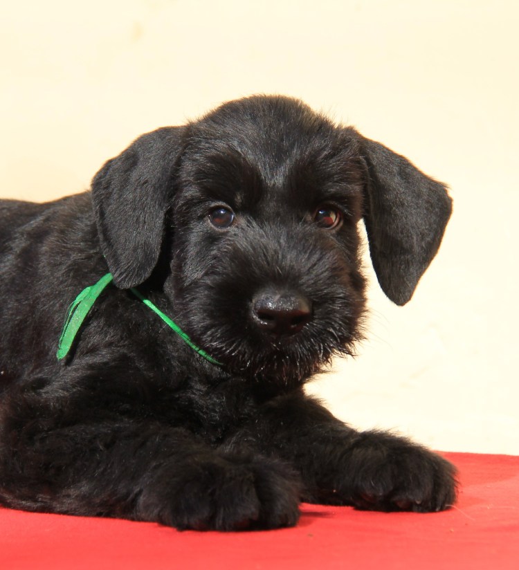 Ризеншнауцер помесь