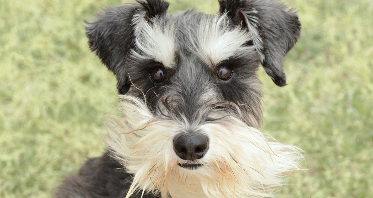 Усатая собака порода