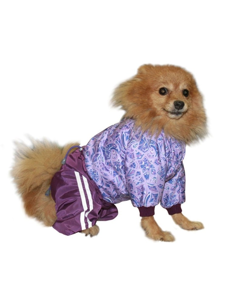 Шпиц в одежде