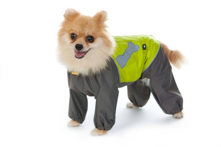 Шпиц в костюмчике