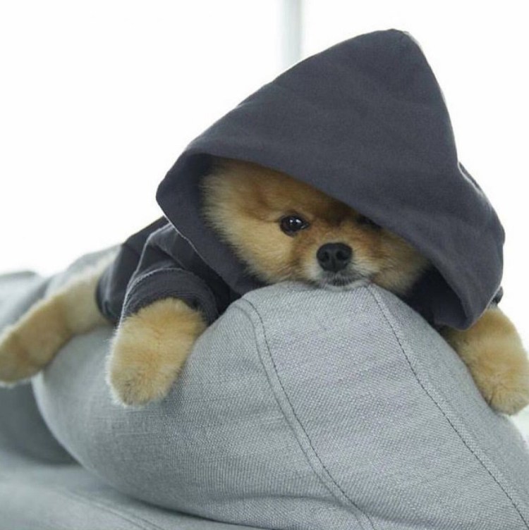 Шпиц в одежде