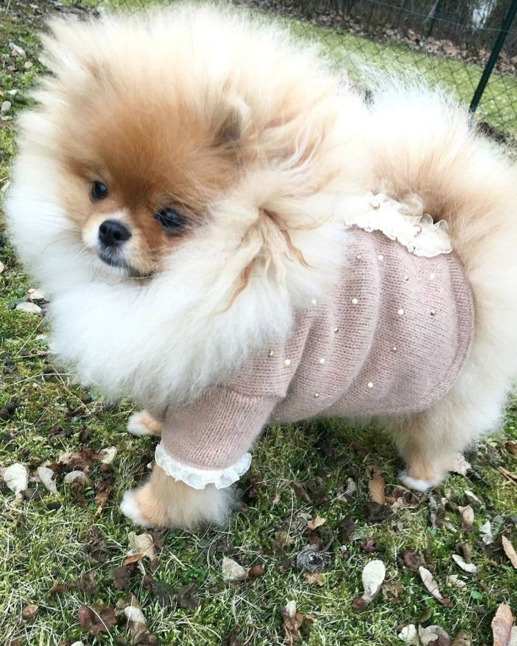 Померанский шпиц в одежде