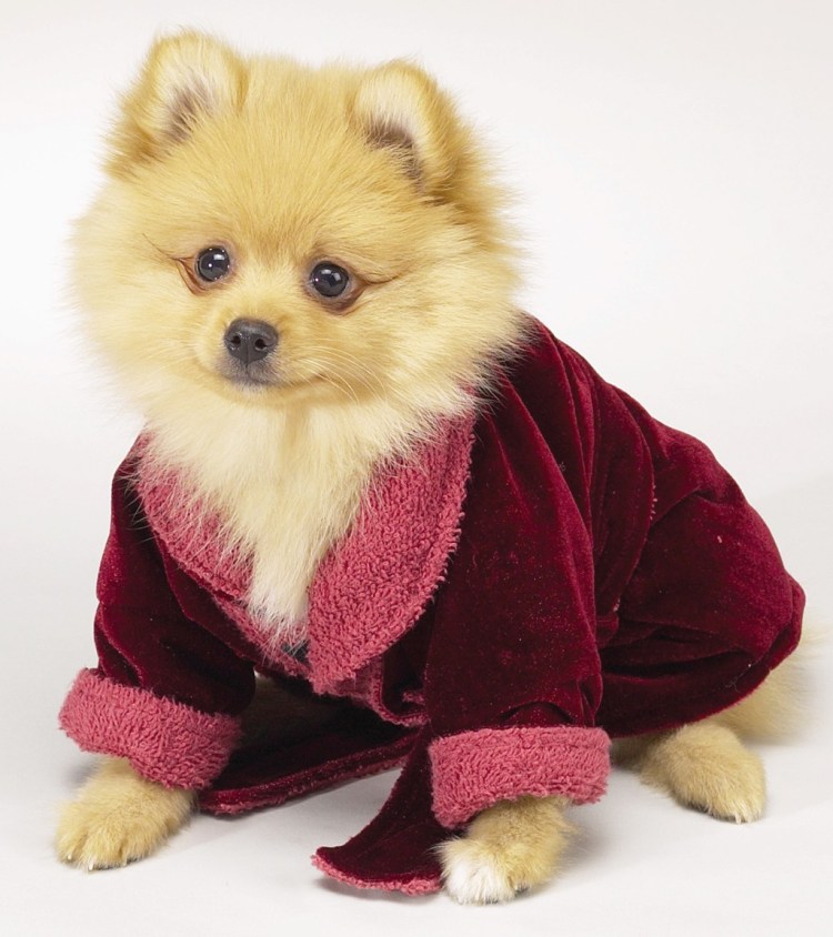 Шпиц в одежде