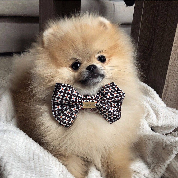 Одежда для шпица девочки