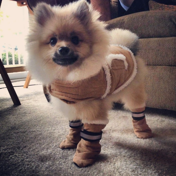 Собачки в одежде