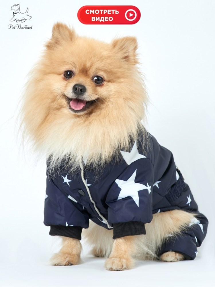 Шпиц в одежде