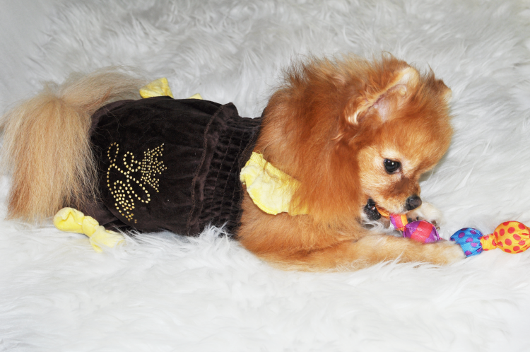 Одежда для шпица девочки