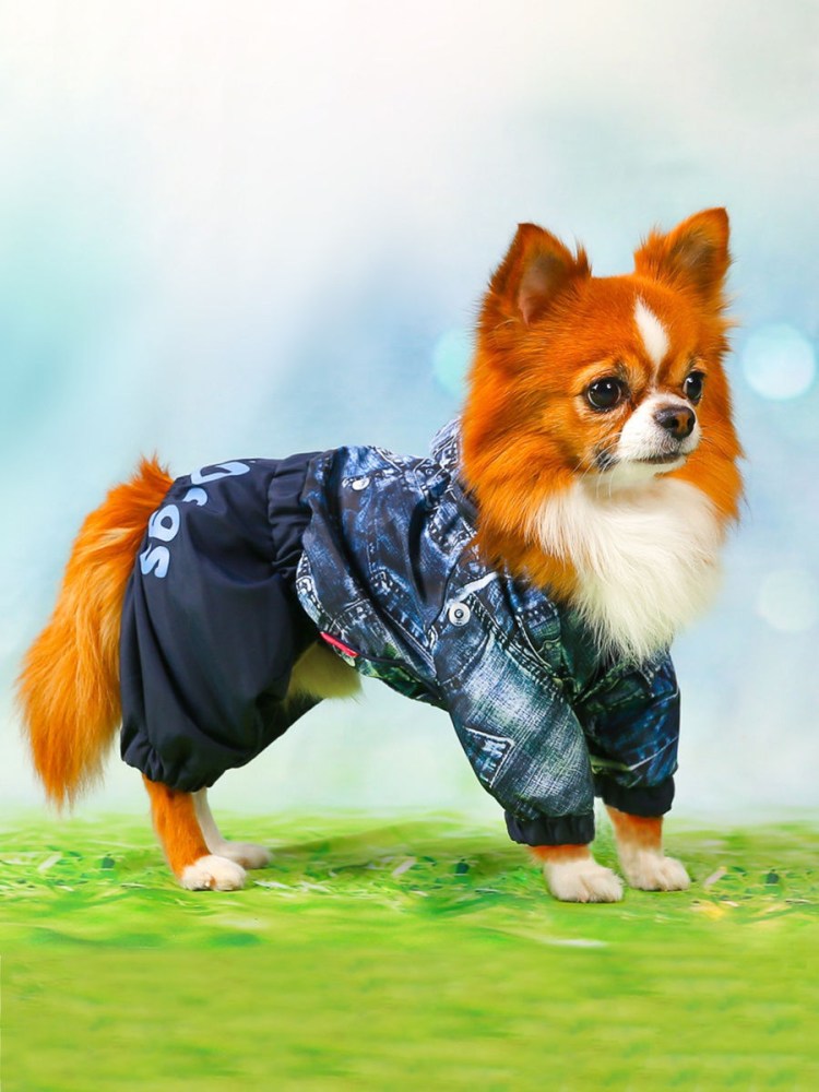 Комбинезон для шпица мальчика богнер