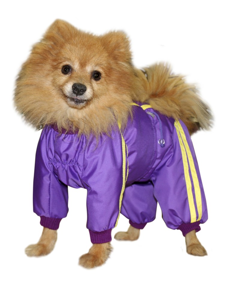 Комбинезон для шпица мальчика