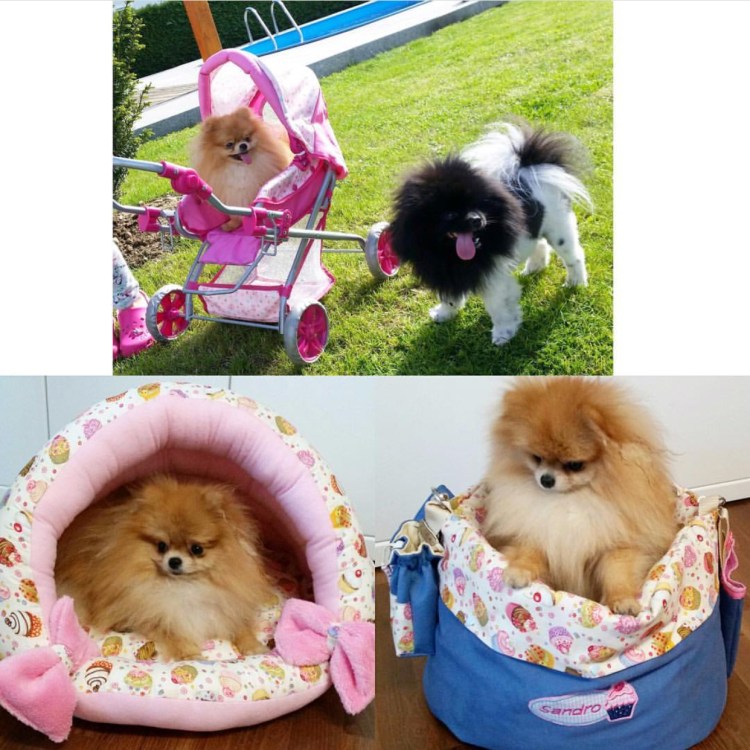 Шпиц в костюме