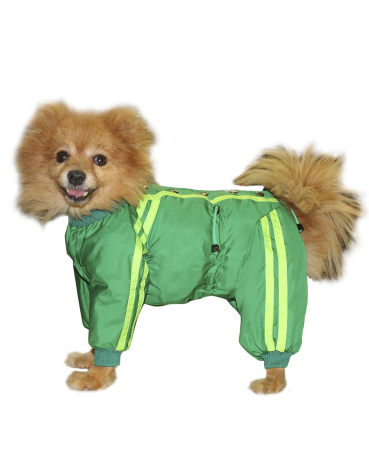 Шпиц в костюмчике