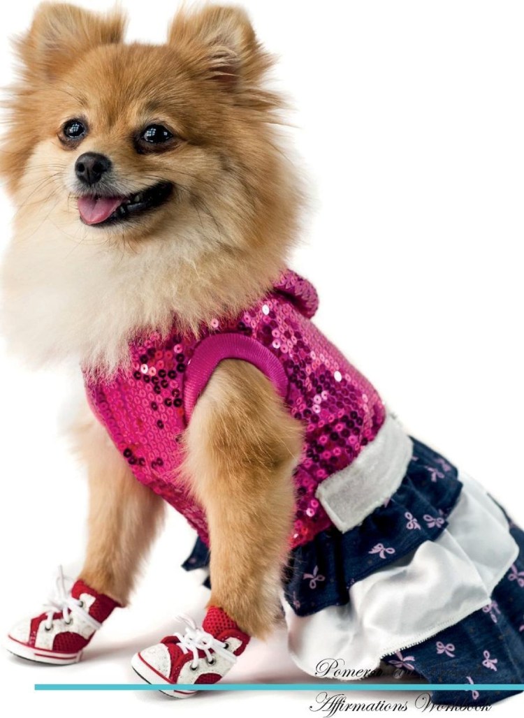 Комбез для шпица