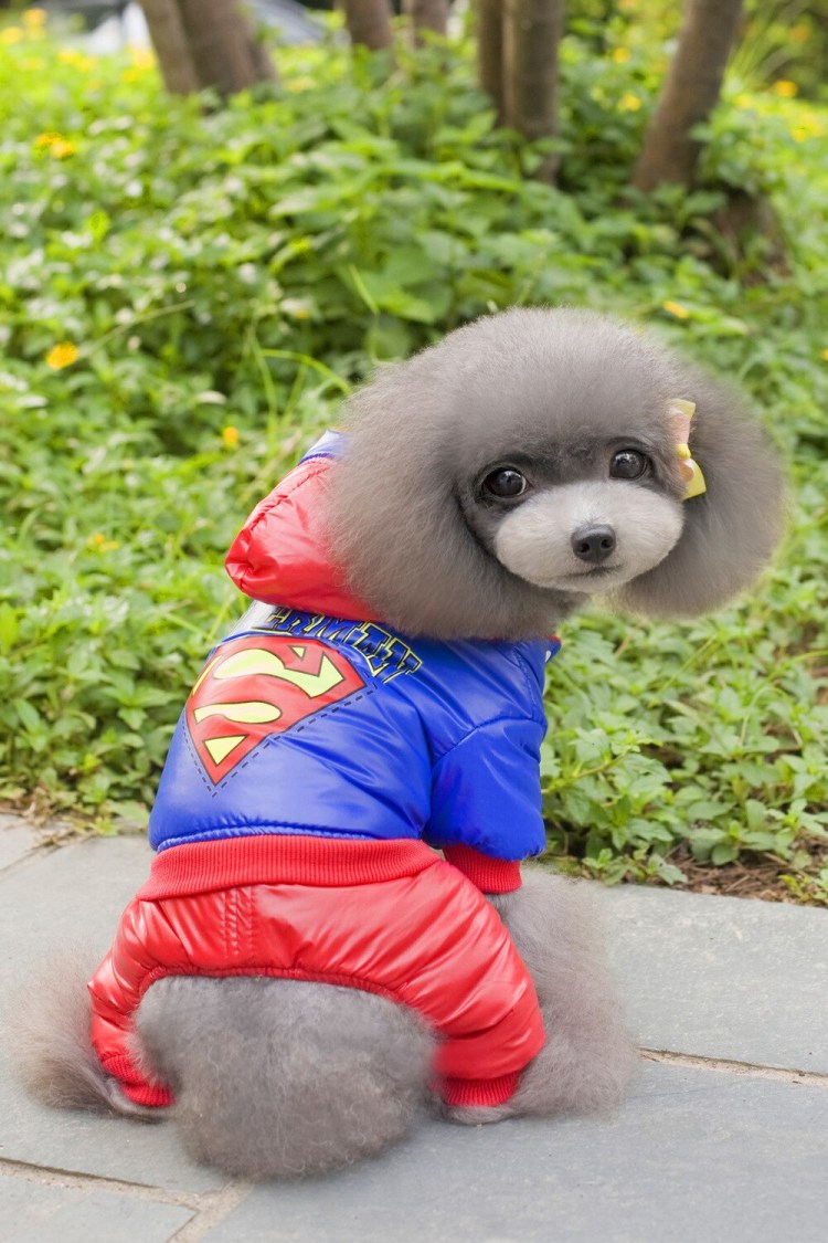 Вещи для собак