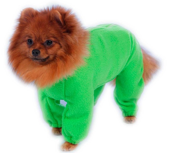 Шпиц в одежде