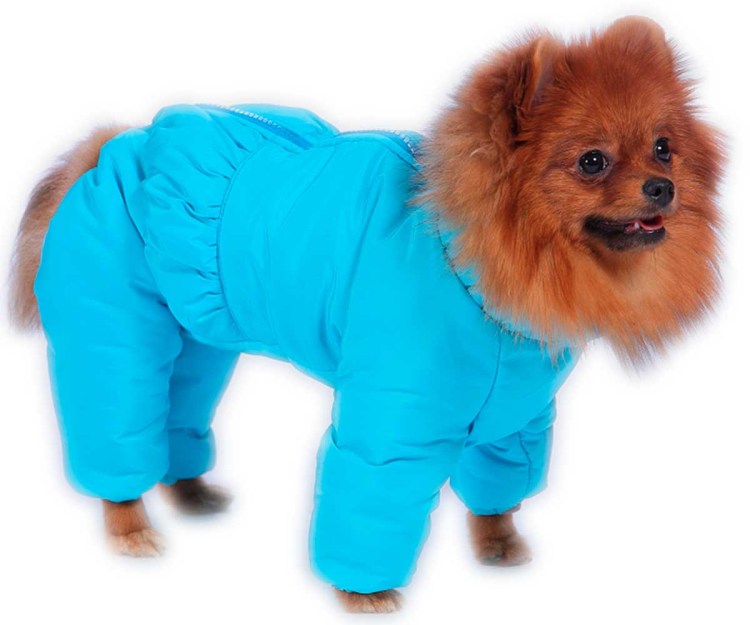 Микро померанский Пуппи