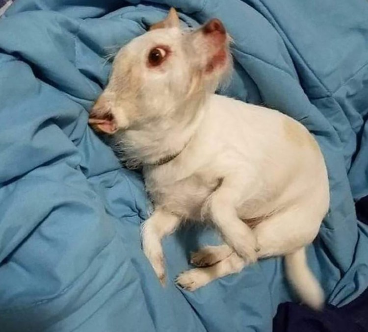 Бойцовский бультерьер