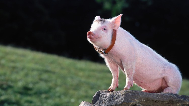 Бультерьер терьер