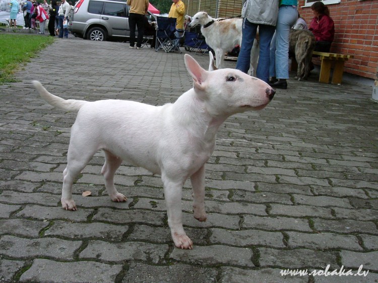Бультерьер снап