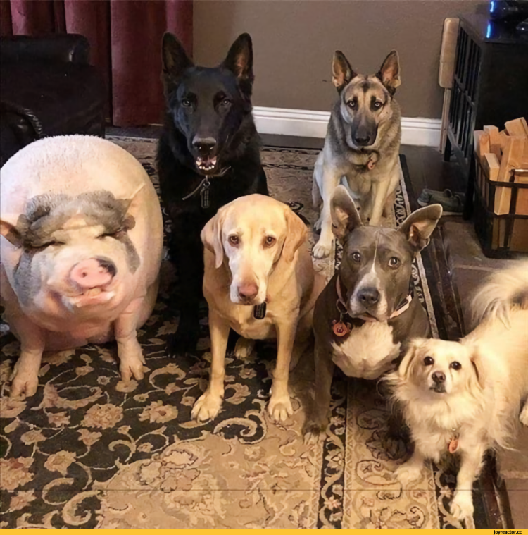 Бультерьер терьер