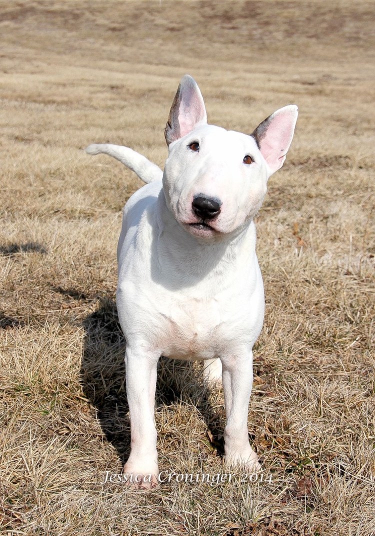 Попросила мужа купить собаку