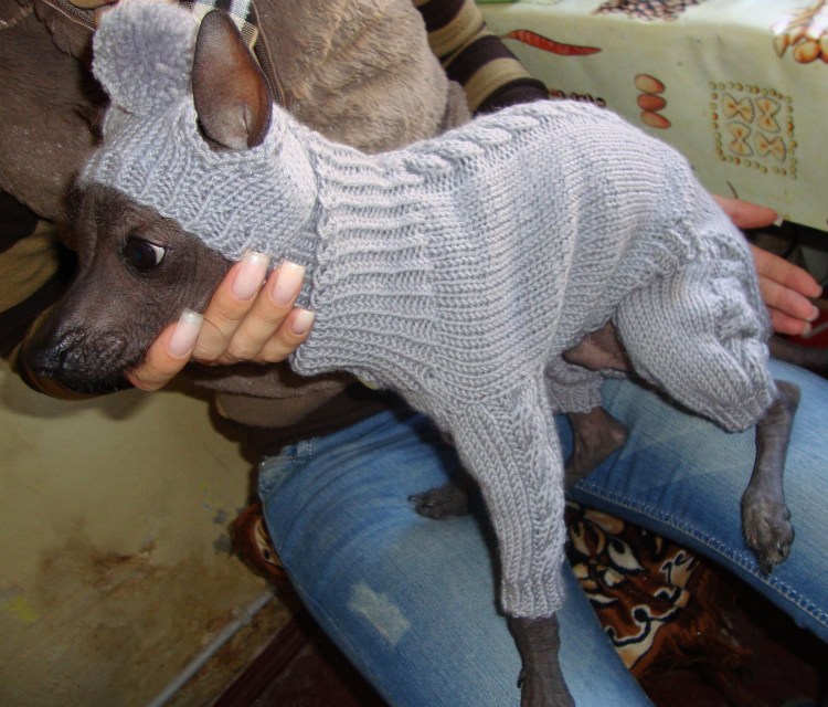 Вязаные комбезы для собак