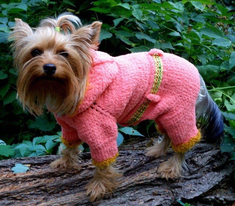 Вязаная одежда для собак
