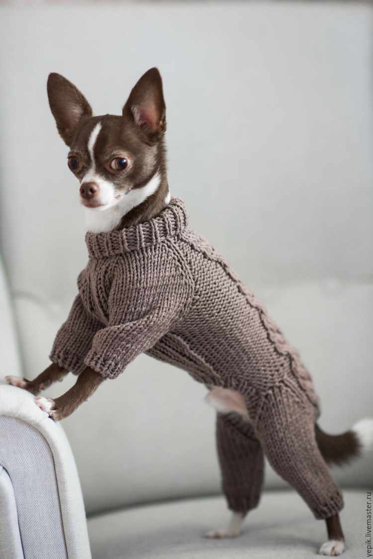 Вязаный костюм для собаки