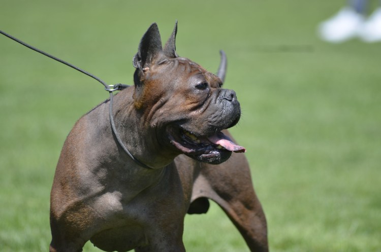 Китайский бульдог Чунцин стойка