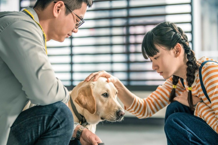 Маленький Кью Xiao q 2019