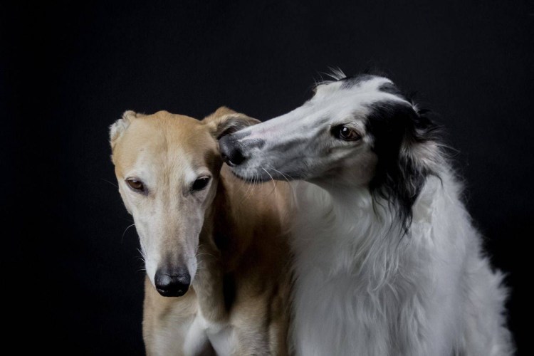 Хортая борзая Грейхаунд