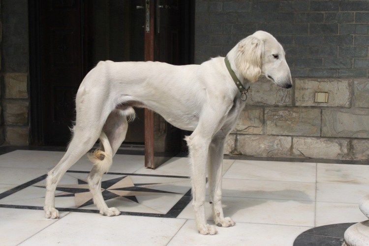 Китайская борзая щенки