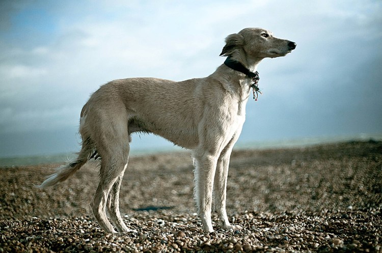 Порода собаки салюки дог