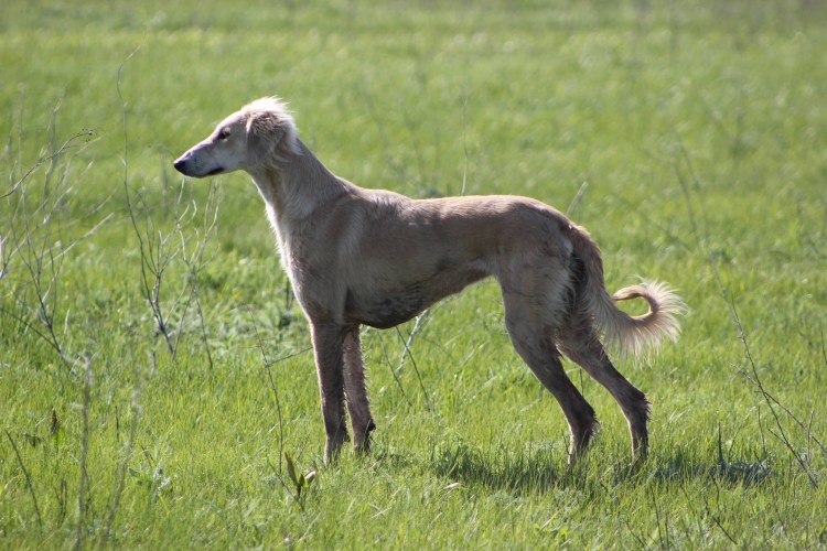 Персидская БОРЩАЯ сал.ки