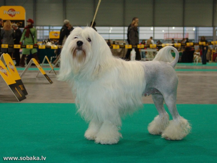 Малая львиная собака Löwchen