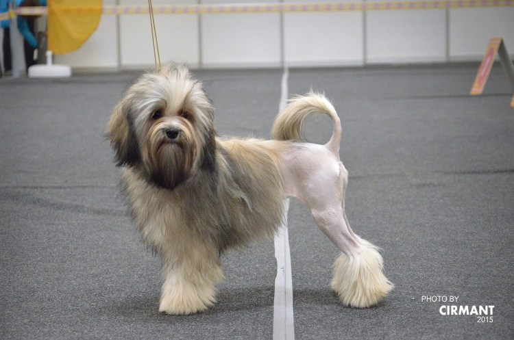 Болонка Левхен