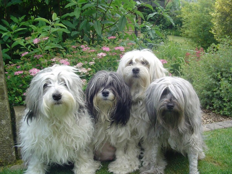 Лион Бишон (львиная собака)