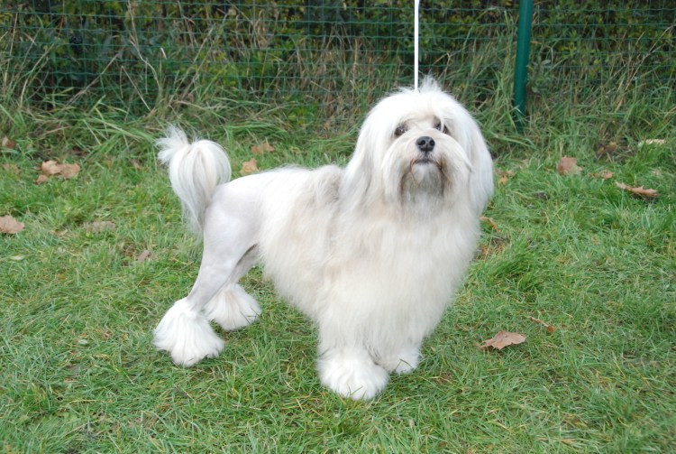 Лёвхен (Löwchen), львиная собака