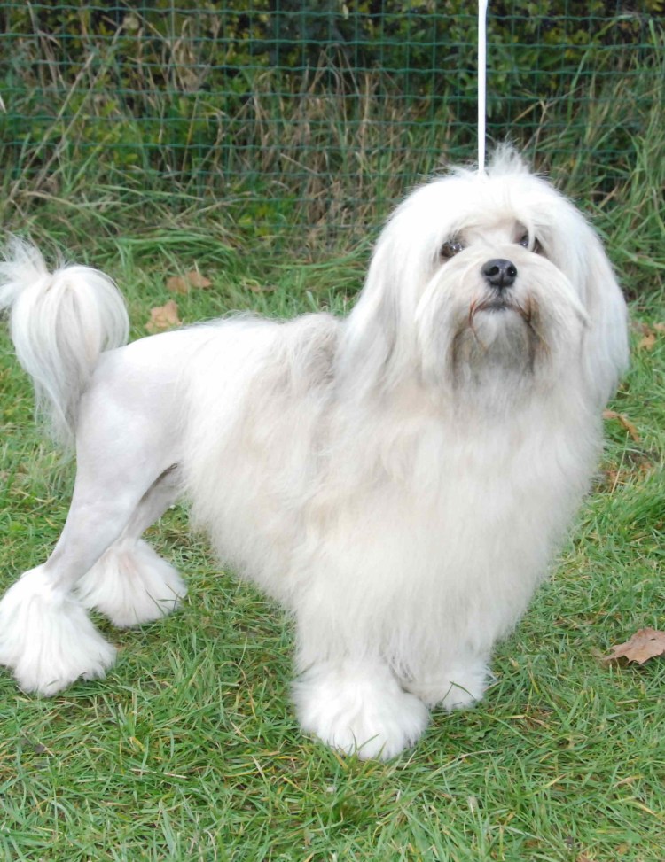 Петит Шьен Лион порода собак