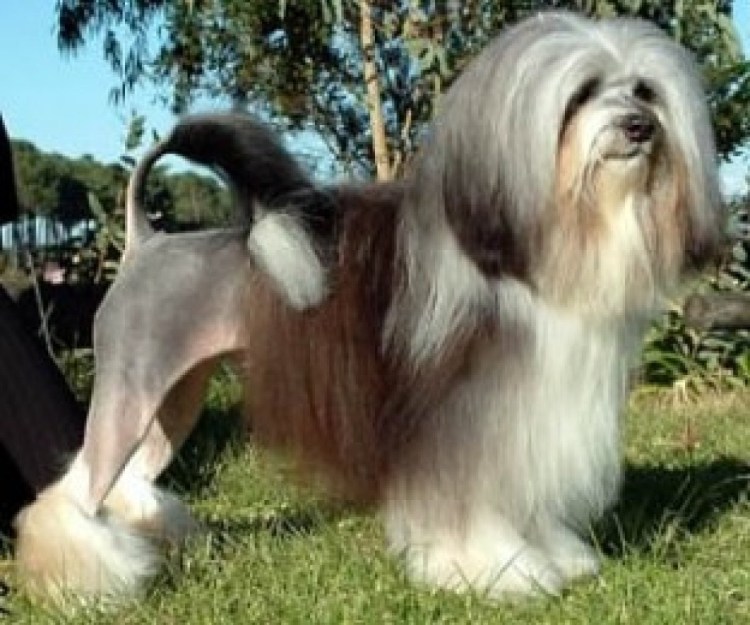 Малая львиная собачка Левхен Бишон-Лион