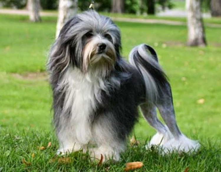 Биллингтон собака фото