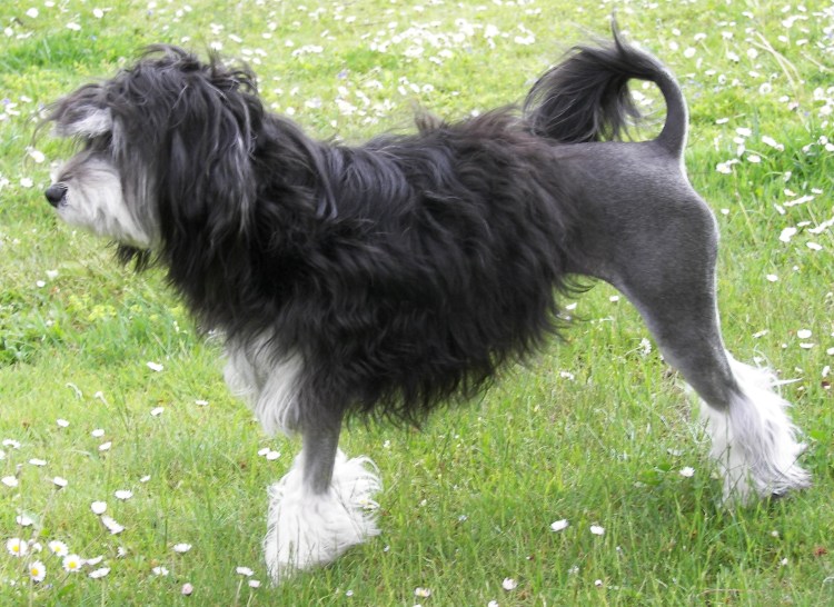 Лёвхен малая львиная собака