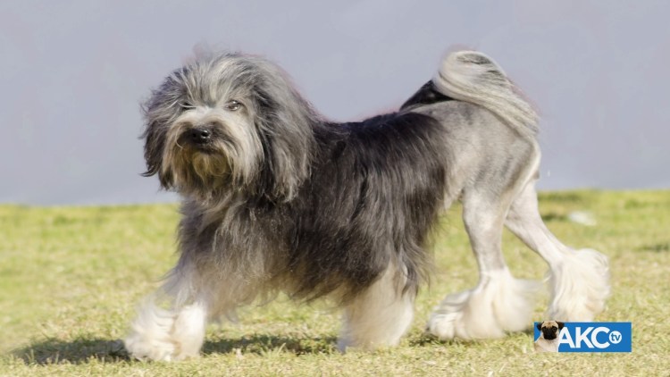 Собака коттон де тулеар