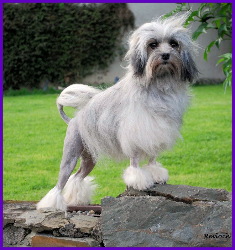 Левхен львиная собачка