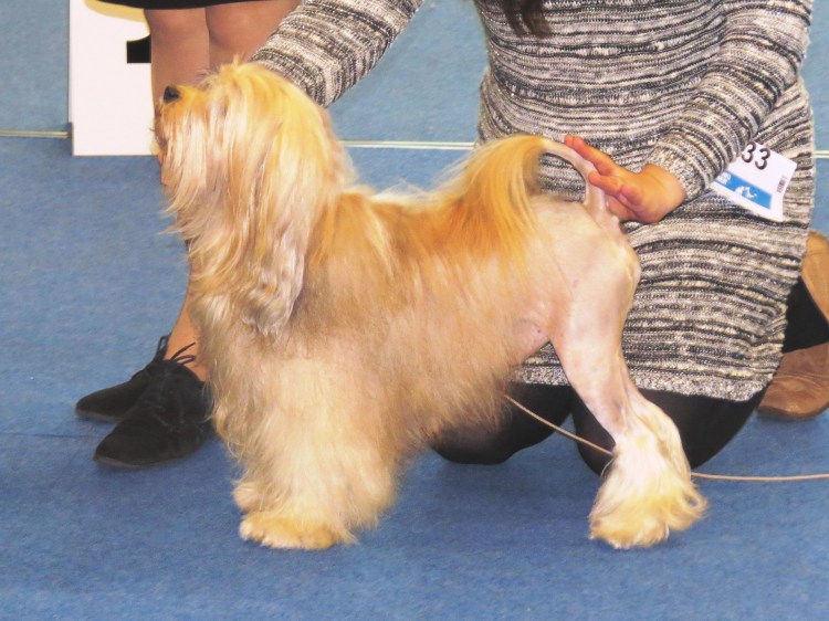 Котон де тулеар стандарт породы