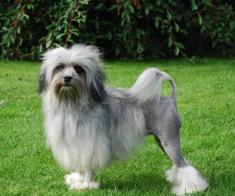 Лёвхен малая львиная